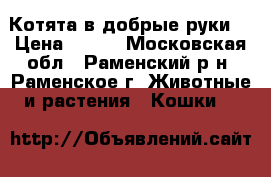 Котята в добрые руки! › Цена ­ 100 - Московская обл., Раменский р-н, Раменское г. Животные и растения » Кошки   